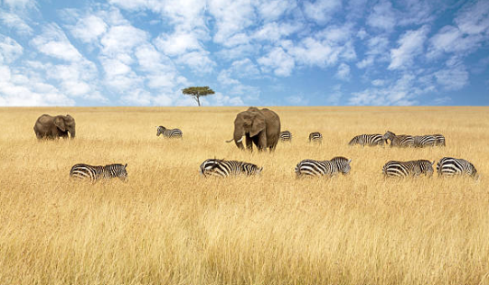 Kenya Scenery 3