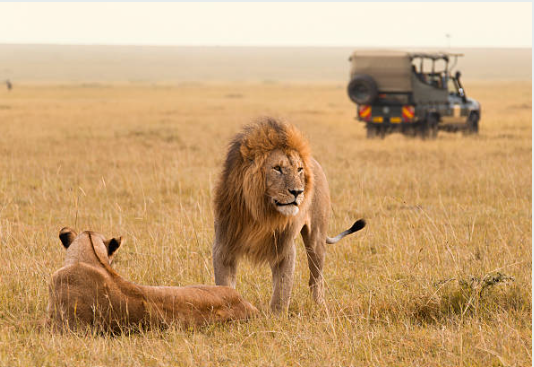 Maasai Mara