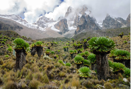 Mount Kenya